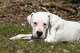 DOGUE ARGENTIN 517